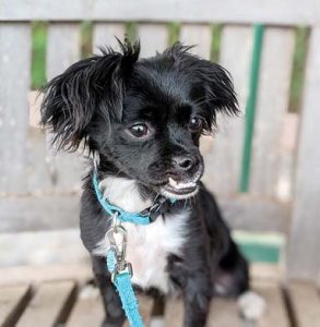 MHS alumnus part  of rescue dog show
